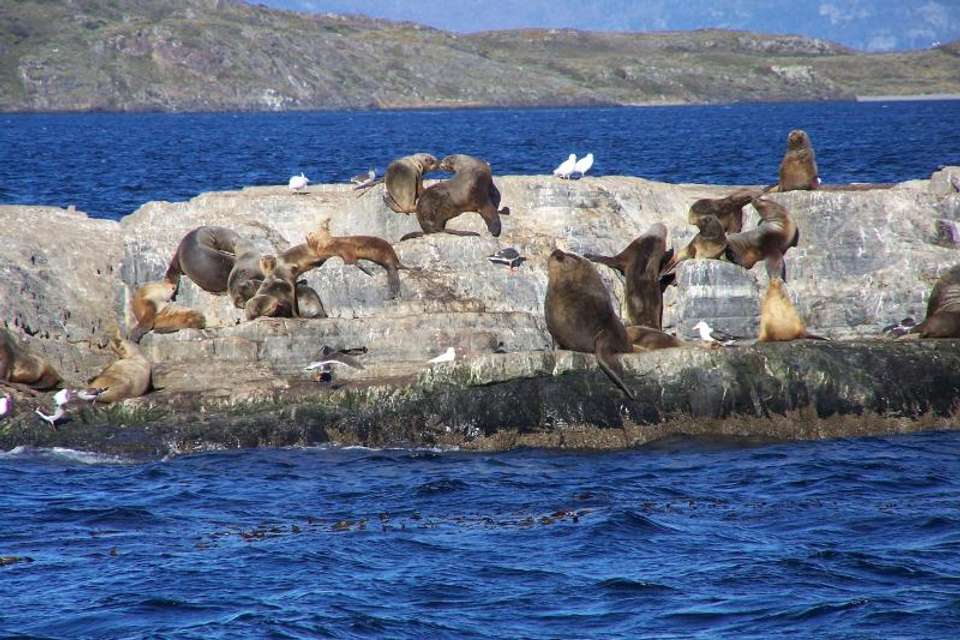 Scuba Dive with Sea Lions from Puerto Madryn - Tangol Tours - Argentina - Image 1