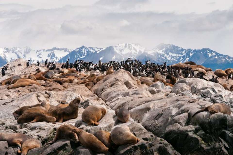 Sea Lions & Birds Island Boat Tour - Tangol Tours - Argentina - Image 6