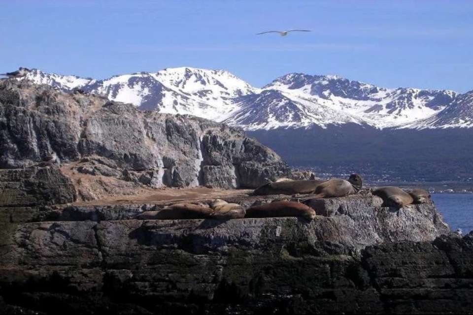 Sea Lions & Birds Island Boat Tour - Tangol Tours - Argentina - Image 4