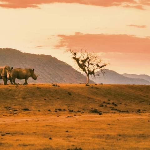 Africa Guided And Escorted Tours: Sea, Safari, South Africa 35 To 45