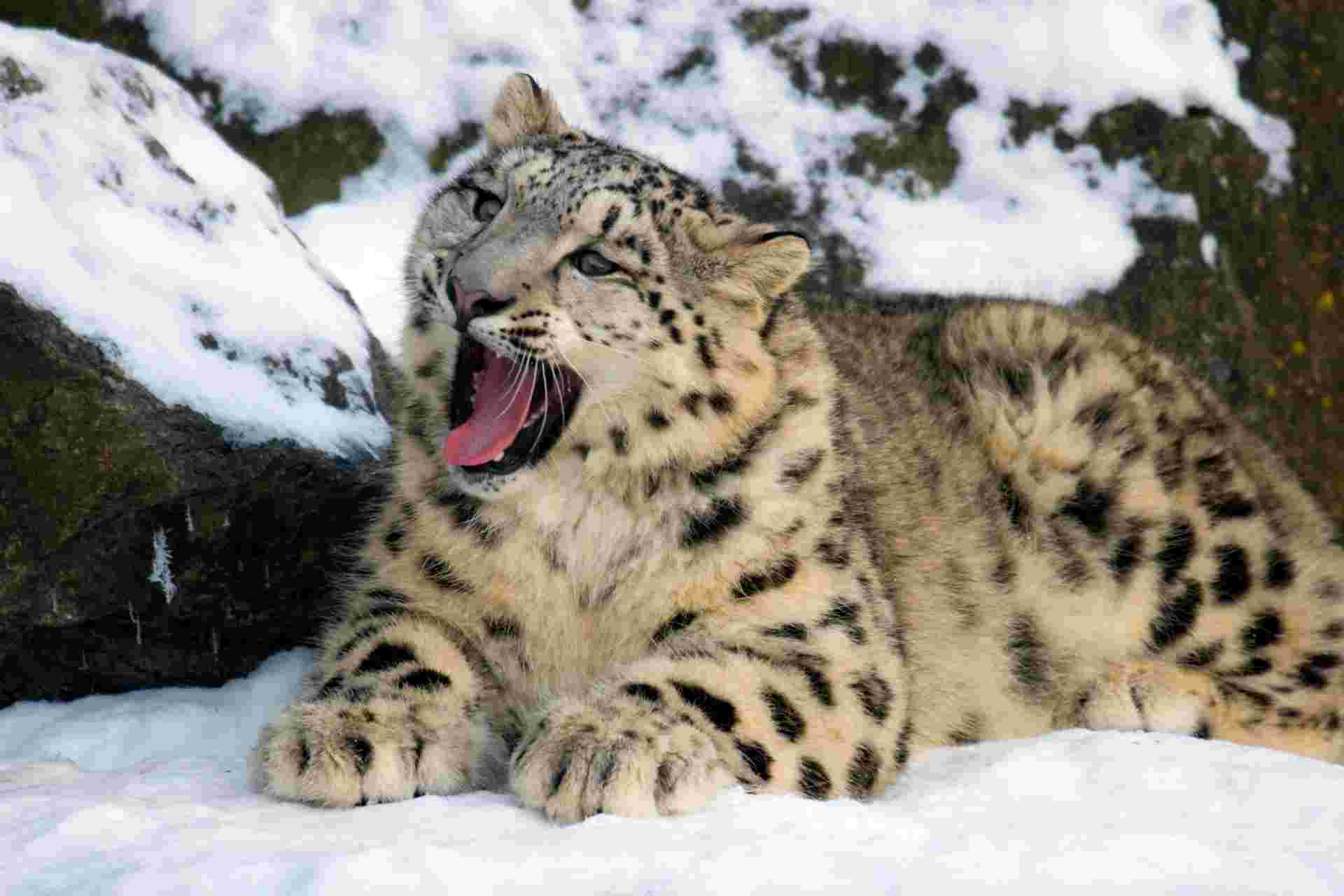 Search for Snow Leopards with Valerie Parkinson