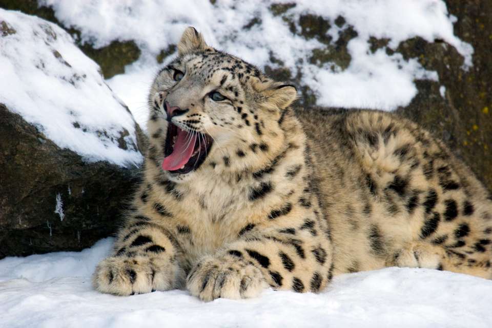 Search for Snow Leopards with Valerie Parkinson - Exodus Adventure Travels - India - Image 1