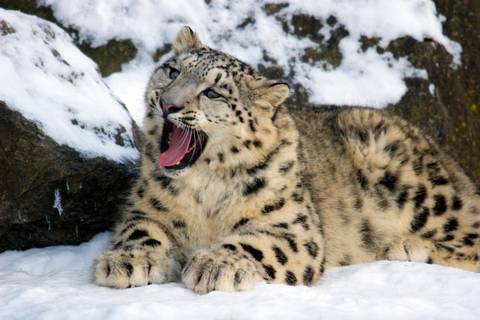 Search For Snow Leopards With Valerie Parkinson - Winter Tours