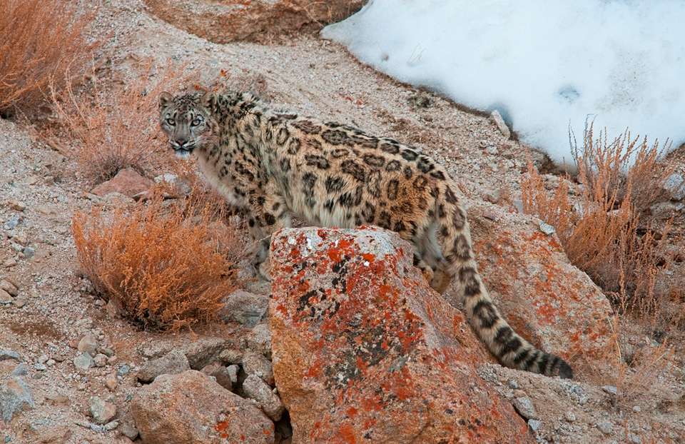 Search for Snow Leopards with Valerie Parkinson - Exodus Adventure Travels - India - Image 20