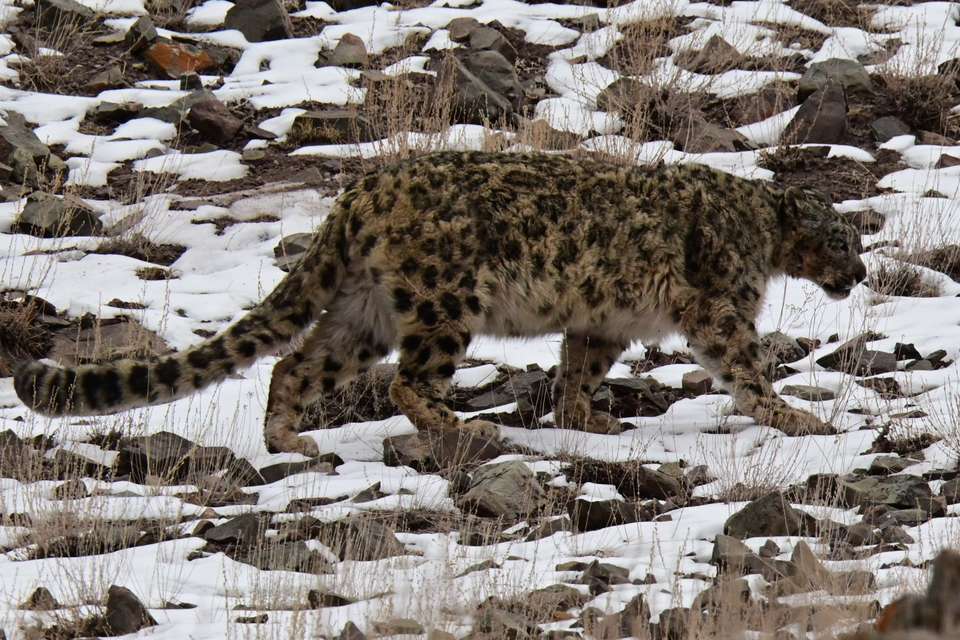 Search for Snow Leopards with Valerie Parkinson - Exodus Adventure Travels - India - Image 12