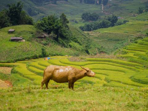 Vietnam Guided And Escorted Tours: Secrets Of North Vietnam - 8 Days