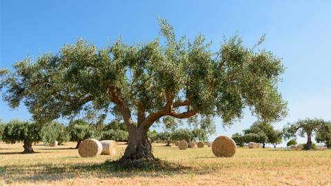 Italy Experienced Travelers Trips: Self-guided Cycling Through Baroque Sicily