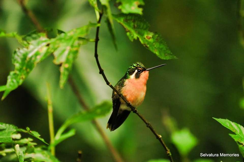 Selvatura Park Combo Tour From Monteverde - undefined - Image 7