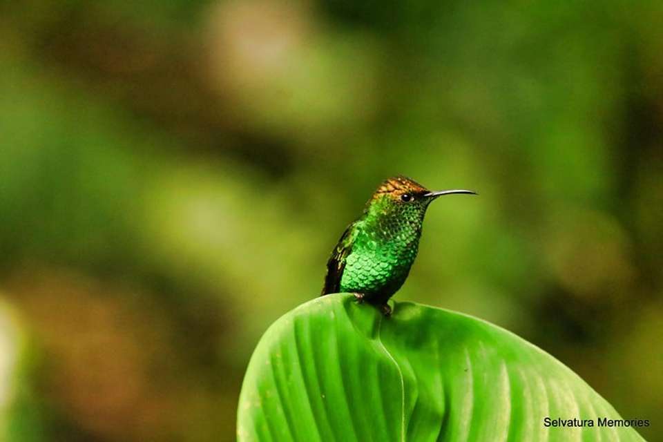 Selvatura Park Combo Tour From Monteverde - undefined - Image 12