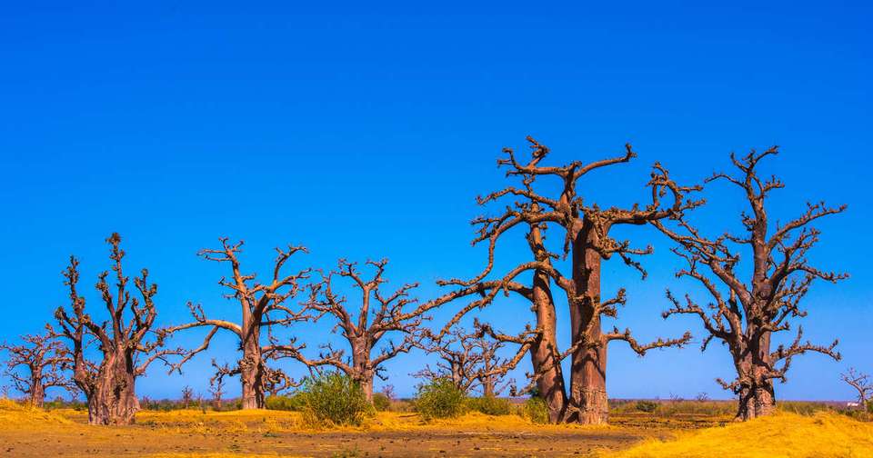 Senegal and The Gambia - Explore - Senegal - Image 14