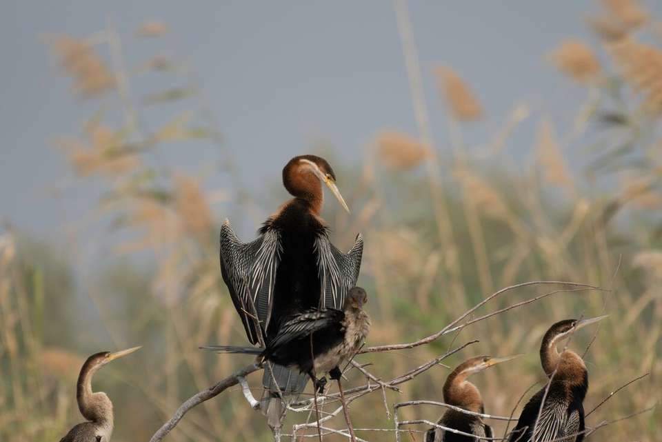 Senegal & The Gambia Adventure - Intrepid Travel - Senegal - Image 4