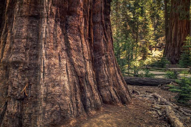 Sequoia & Kings Canyon National Parks featuring San Diego and California’s Central Coast  trip - alternative tour available