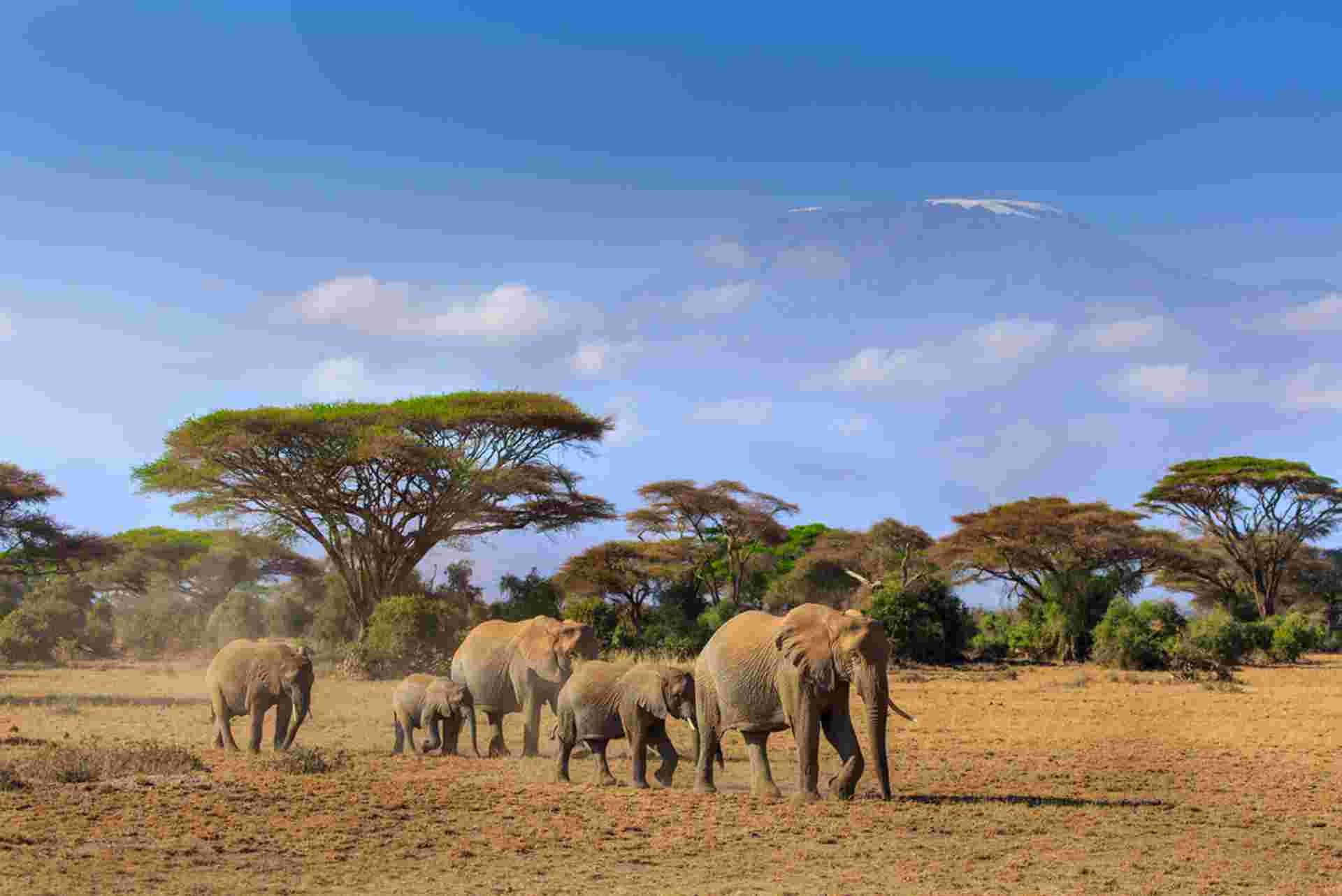 Serengeti & Kilimanjaro