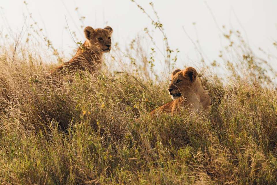 Serengeti & Kilimanjaro - Intrepid Travel - Kenya - Image 9