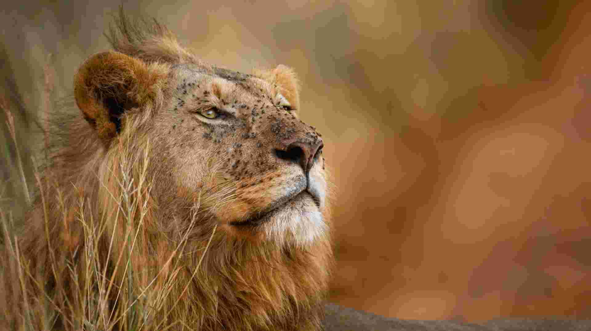 Serengeti and Ngorongoro Safari: 3 Days