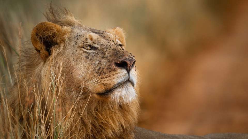 Serengeti and Ngorongoro Safari: 3 Days - Wonders Of Creation Tours And Safaris - Tanzania - Image 1
