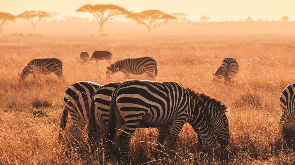 Serengeti and Ngorongoro Safari: 3 Days - Wonders Of Creation Tours And Safaris - Tanzania - Image 2