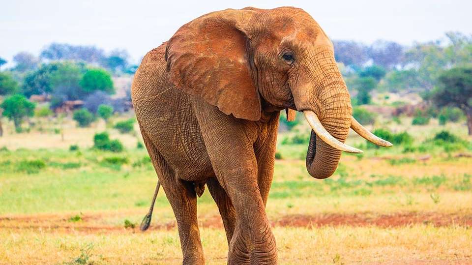 Serengeti and Ngorongoro Safari: 3 Days - Wonders Of Creation Tours And Safaris - Tanzania - Image 3