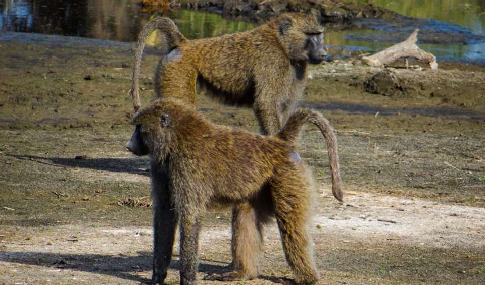 Serengeti & Ngorongoro Safari 4D/3N - Bamba - Tanzania - Image 2