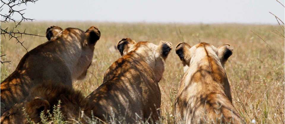 Serengeti Explorer - World Expeditions - Tanzania - Image 2