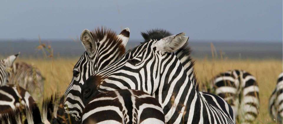 Serengeti Explorer - World Expeditions - Tanzania - Image 4