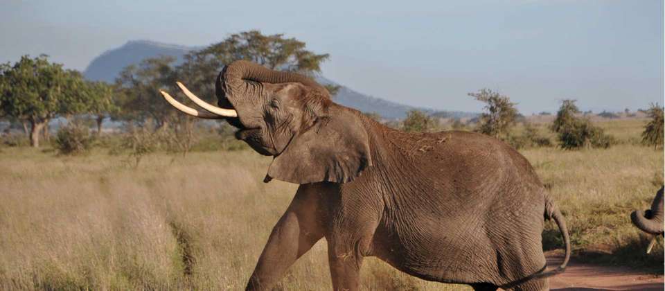 Serengeti Explorer - World Expeditions - Tanzania - Image 6