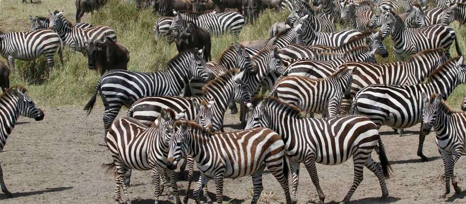 Serengeti Explorer - World Expeditions - Tanzania - Image 7