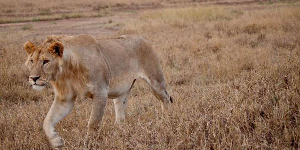 Serengeti to Victoria Falls Overland: Night Stars & Spices - G Adventures - Kenya - Image 3