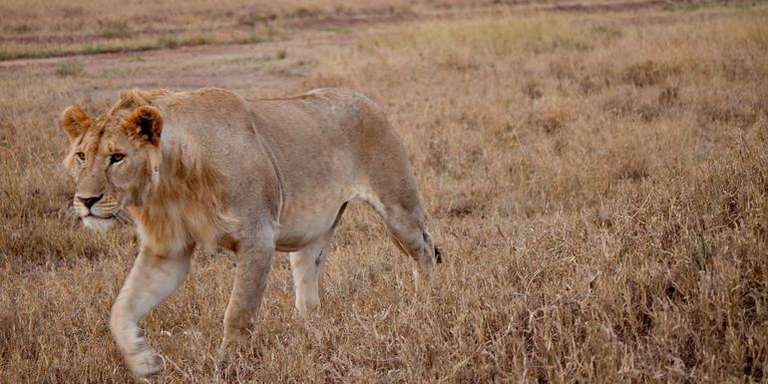 Serengeti to Victoria Falls Overland: Night Stars & Spices trip - alternative tour available