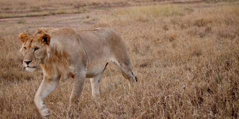Nairobi Wildlife Tour: Serengeti To Victoria Falls Overland: Night Stars & Spices