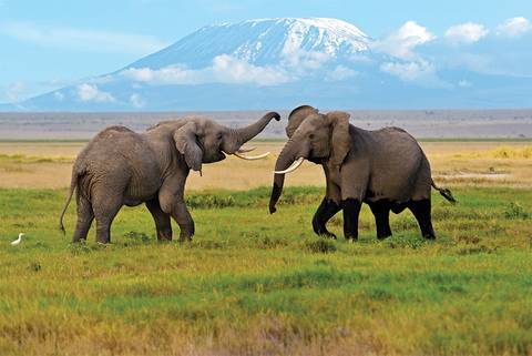 Africa Wildlife Safaris And Game Drives Tour: Serengeti Trail