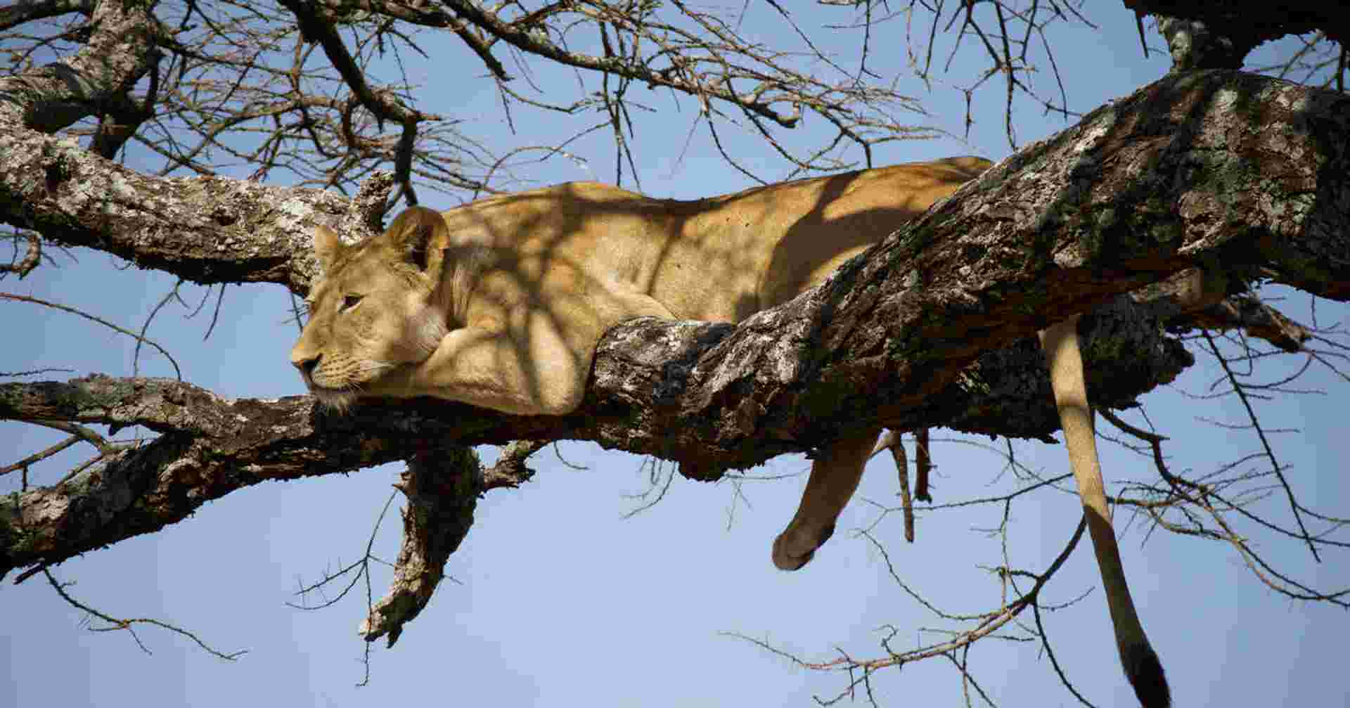 Serengeti Wildlife Experience