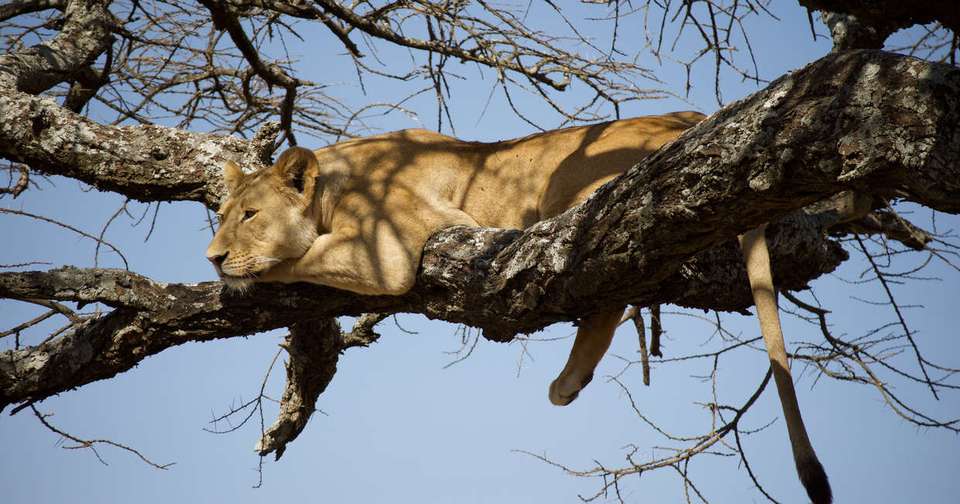 Serengeti Wildlife Experience - Explore - Tanzania - Image 1