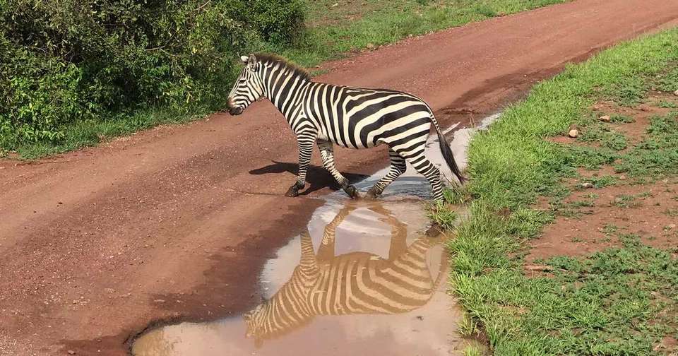 Serengeti Wildlife Experience - Explore - Tanzania - Image 4