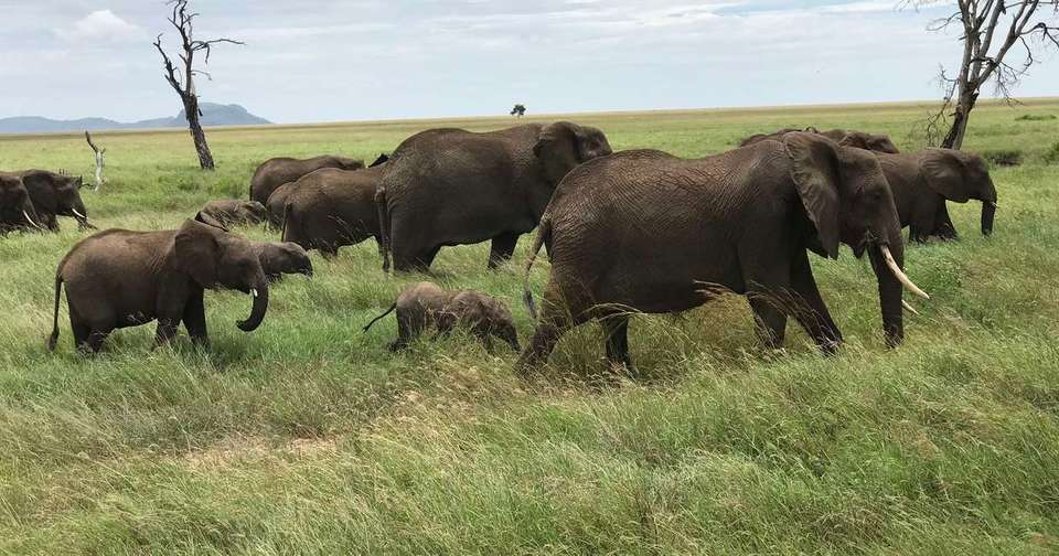 Serengeti Wildlife Experience - Explore - Tanzania - Image 7