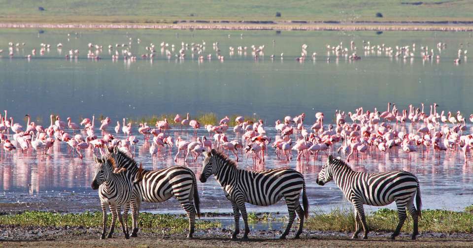 Serengeti Wildlife Experience - Explore - Tanzania - Image 9