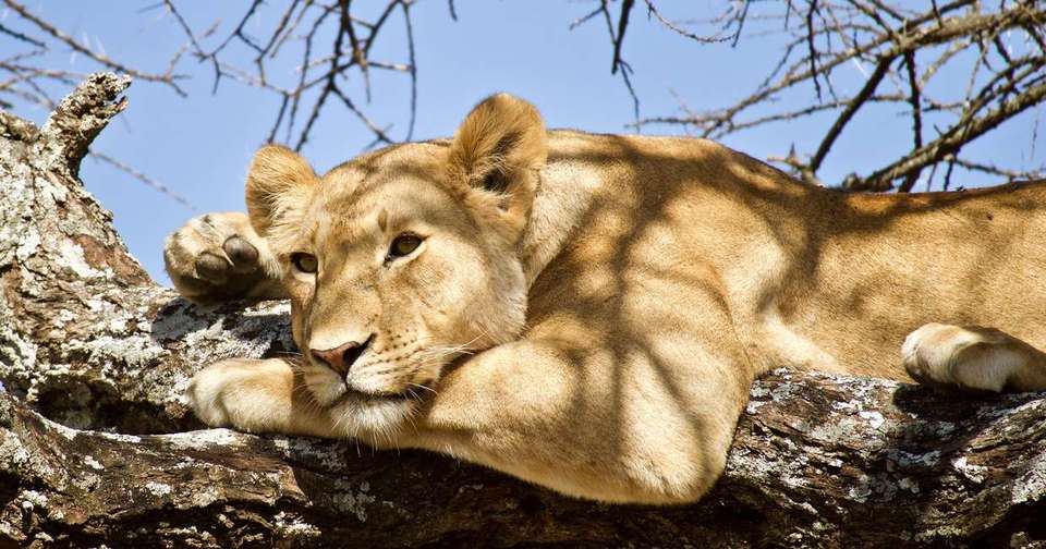 Serengeti Wildlife Experience - Explore - Tanzania - Image 11