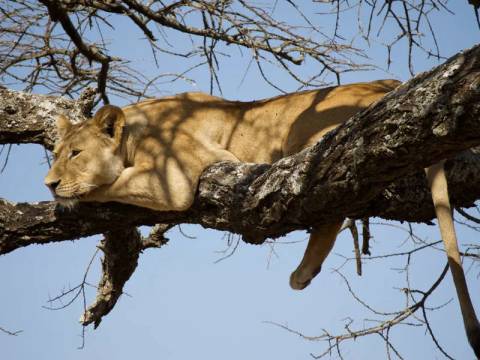 Active And Outdoor Tour: Serengeti Wildlife Experience
