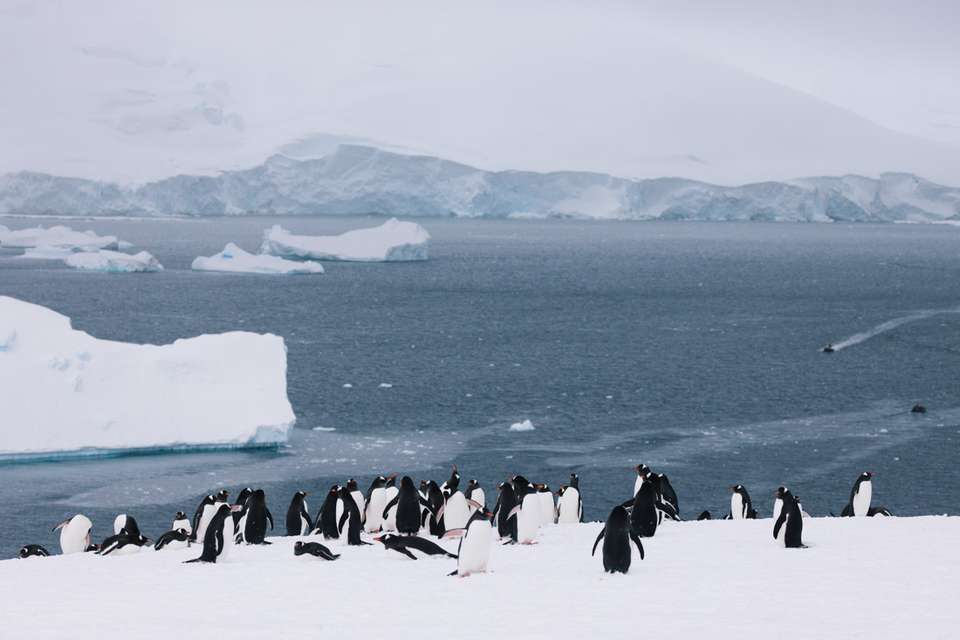 Shackleton's Falklands, South Georgia and Antarctica Expedition (Ocean Endeavour) - undefined - Image 5