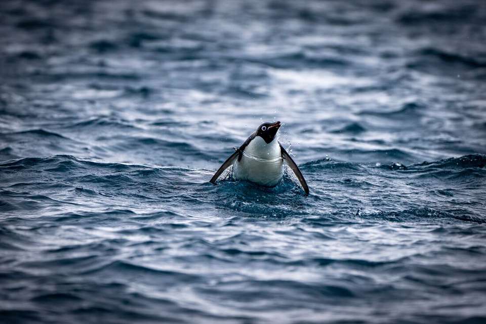 Shackleton's Falklands, South Georgia and Antarctica Expedition (Ocean Endeavour) - undefined - Image 6