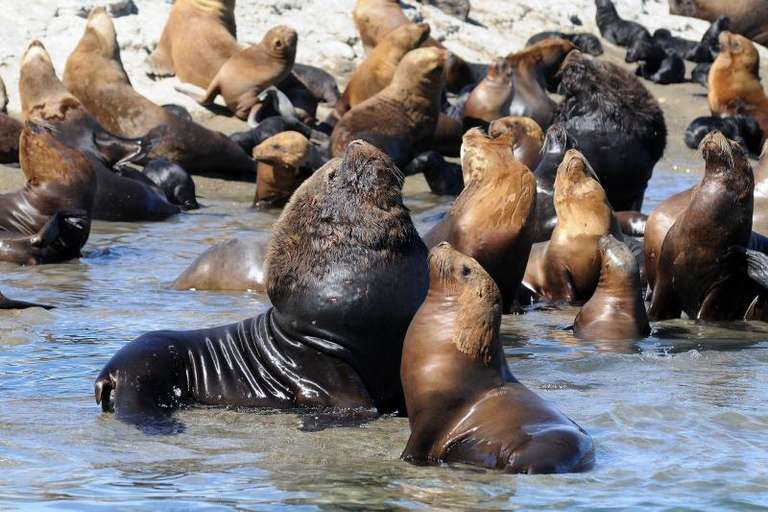 Shore Excursion: Puerto Madryn City Tour and Sea lions trip - alternative tour available
