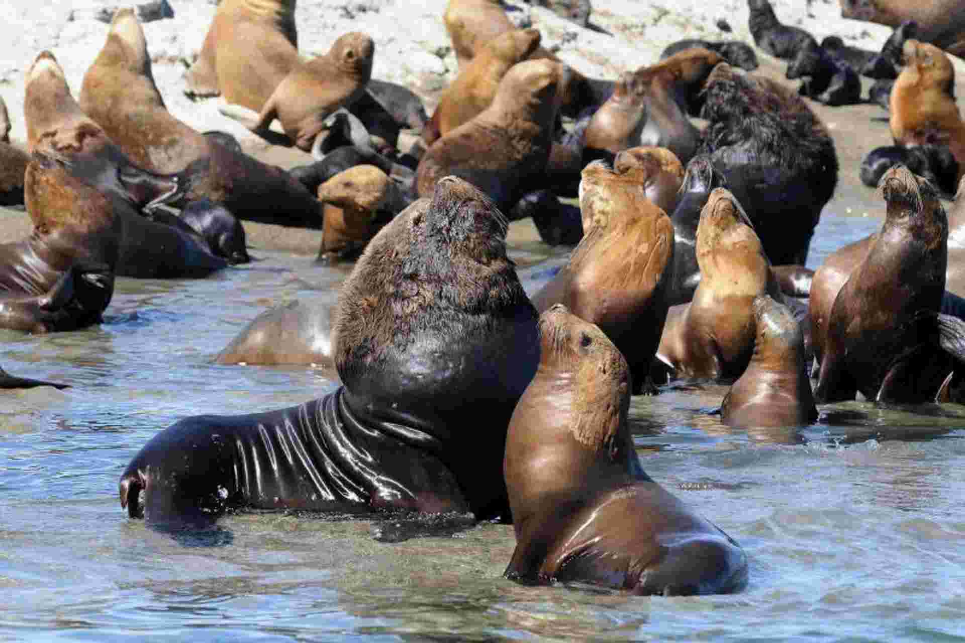 Shore Excursion: Puerto Madryn City Tour and Sea lions