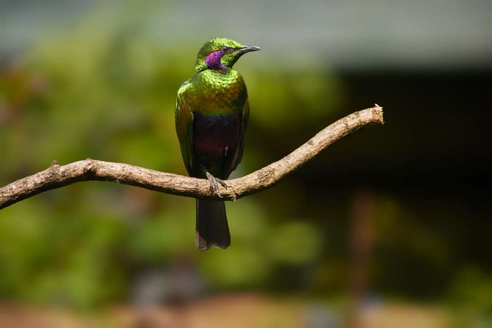 Sierra Leone Adventure: History, Culture & Nature - Intrepid Travel - Sierra leone - Image 17