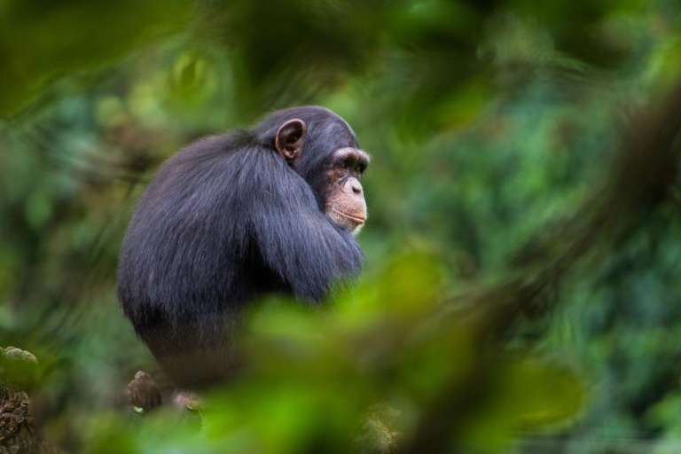 West Africa Tailor-made Vacation Packages: Sierra Leone Encounters
