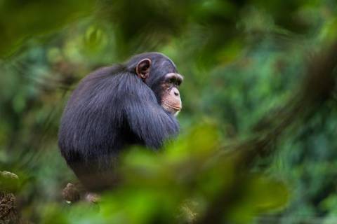 West Africa Eco Tours: Sierra Leone Encounters