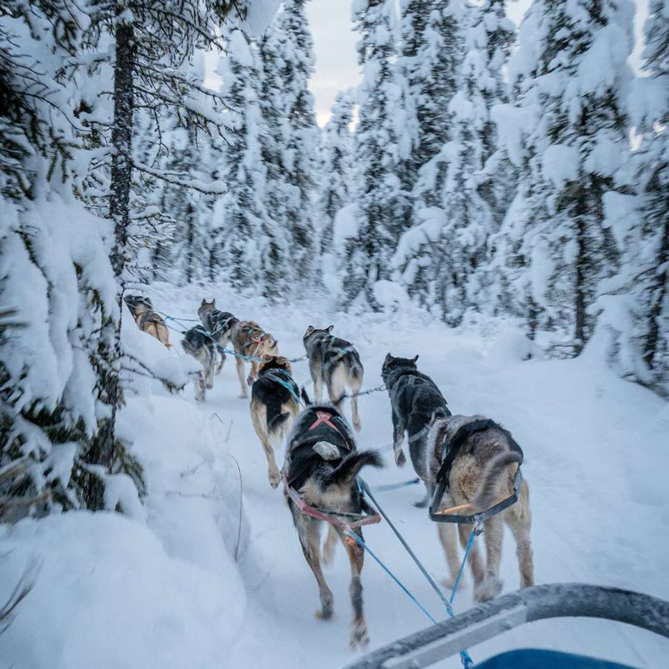 Signature: Alaska's Fairbanks, Denali & the Kenai Peninsula - G Adventures - USA - Image 4