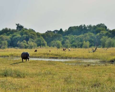 Africa Group Tours: Signature Botswana: Private Charters, Luxury Camps, Timeless Safari