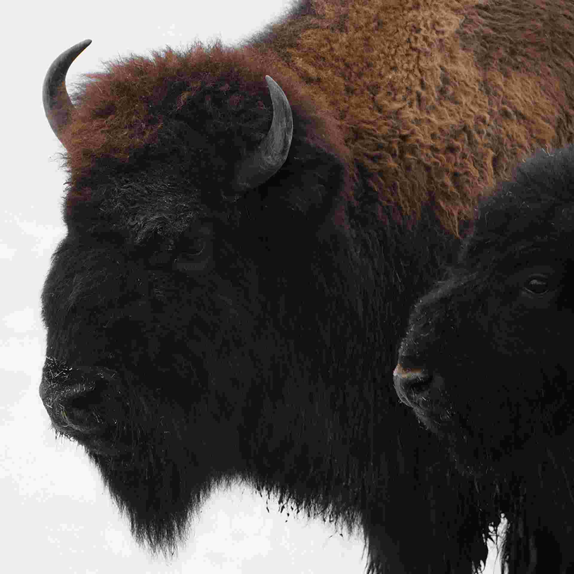 Signature: Canada's Rocky Mountains, Banff & Indigenous Traditions