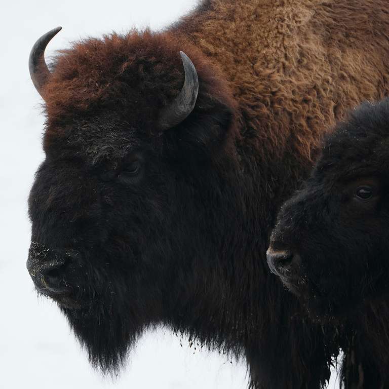 Canada Luxury Tours: Signature: Canada's Rocky Mountains, Banff & Indigenous Traditions