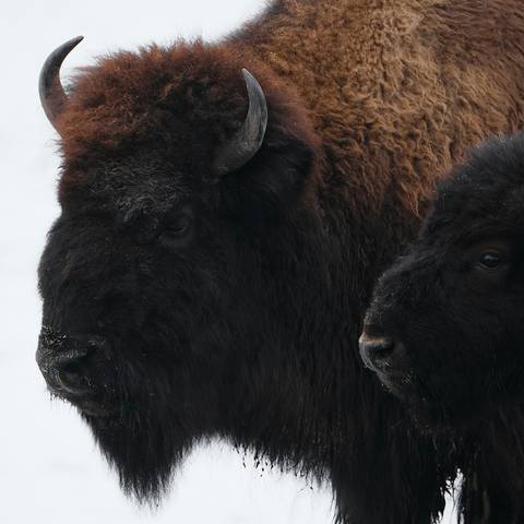 Canada Group Tours: Signature: Canada's Rocky Mountains, Banff & Indigenous Traditions